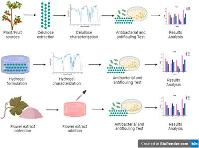 Antimicrobial cellulose hydrogels against gram-positive and gram-negative bacteria